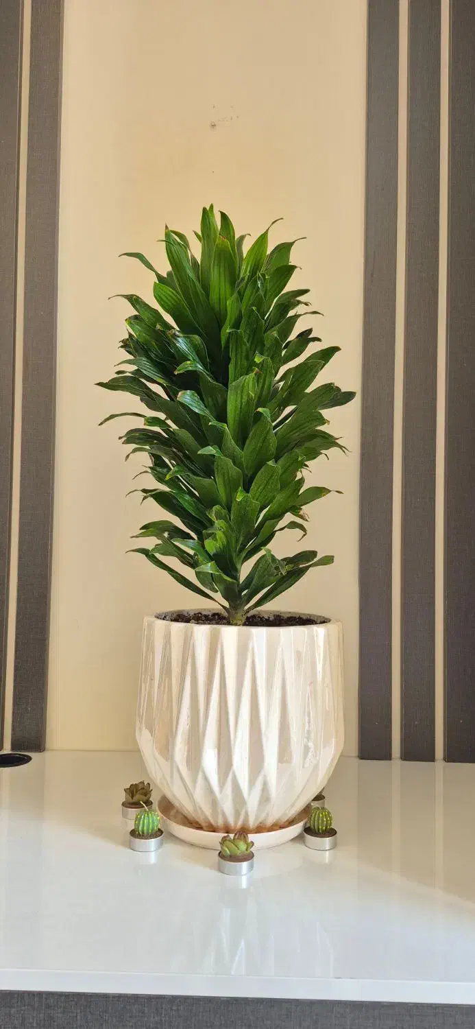 فروش گلدان های آپارتمانی شیک و ترند|گل و گیاه طبیعی|تهران, نارمک|دیوار