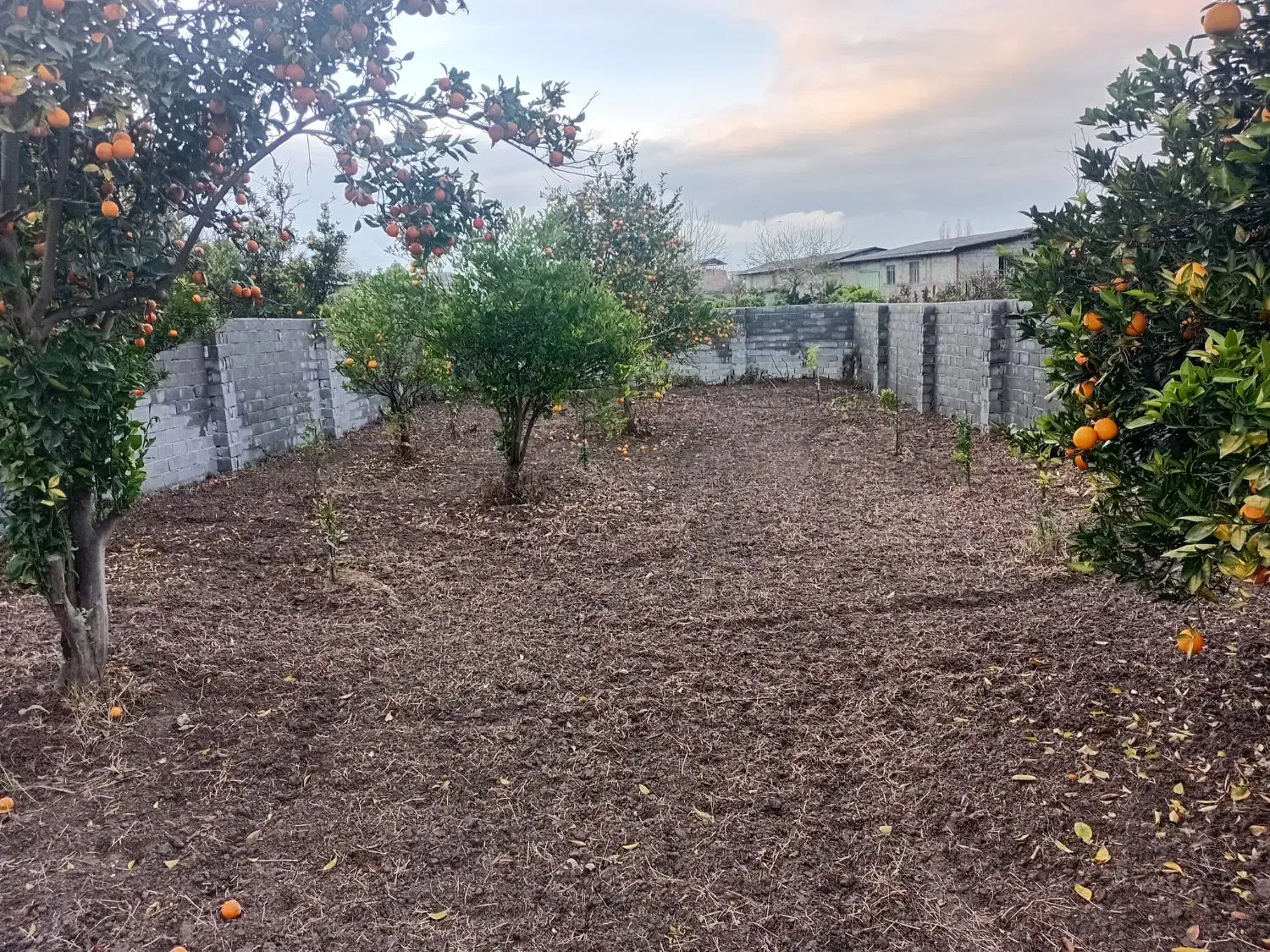 فروش زمین|فروش زمین و ملک کلنگی|قائم‌شهر, |دیوار