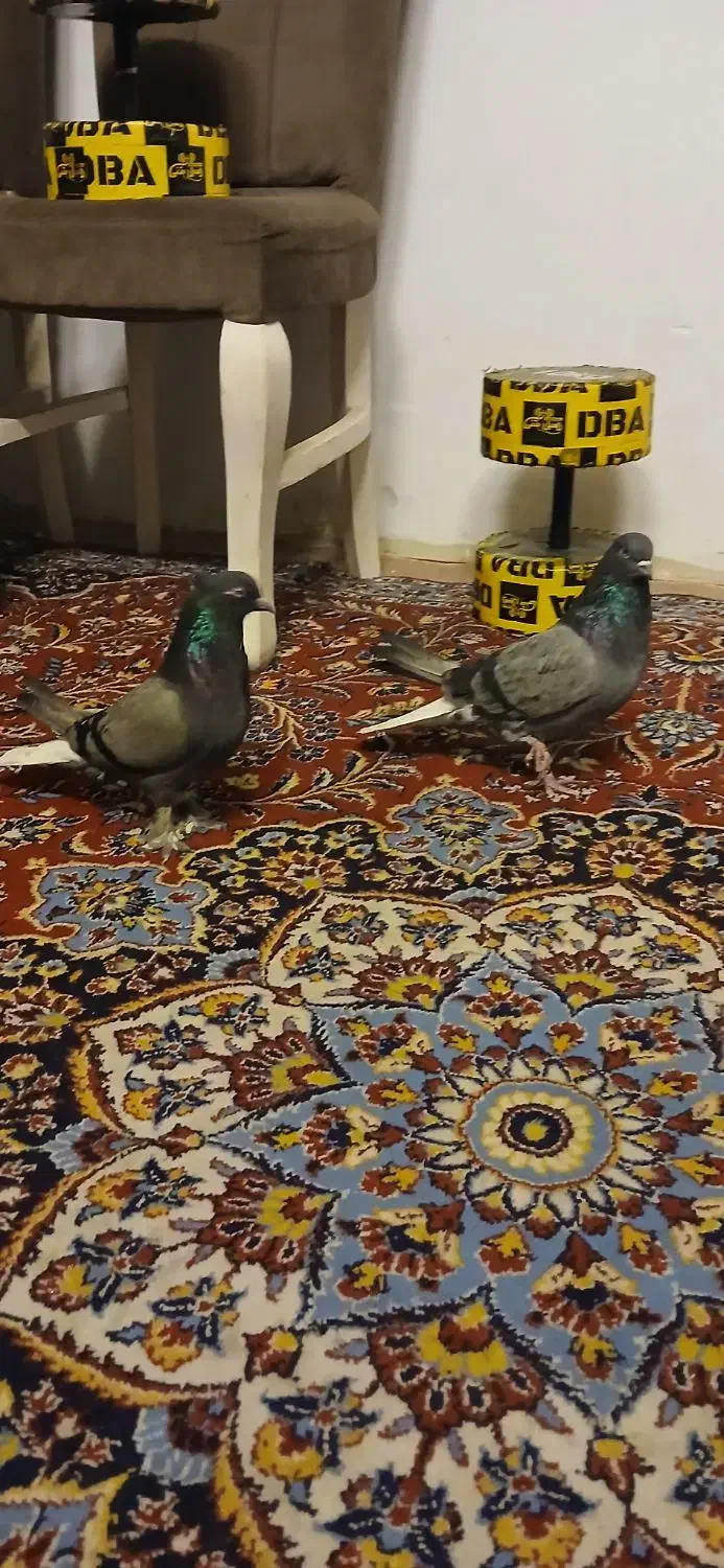 کفتر سبزدم سفید|پرنده|تهران, مینابی|دیوار