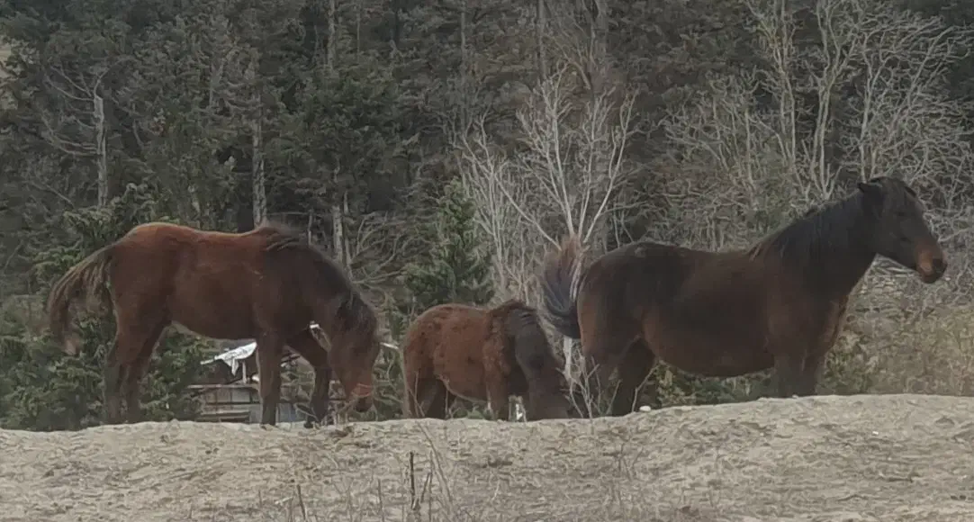 گله اسب ۹ تایی|اسب و تجهیزات اسب‌سواری|پول, |دیوار
