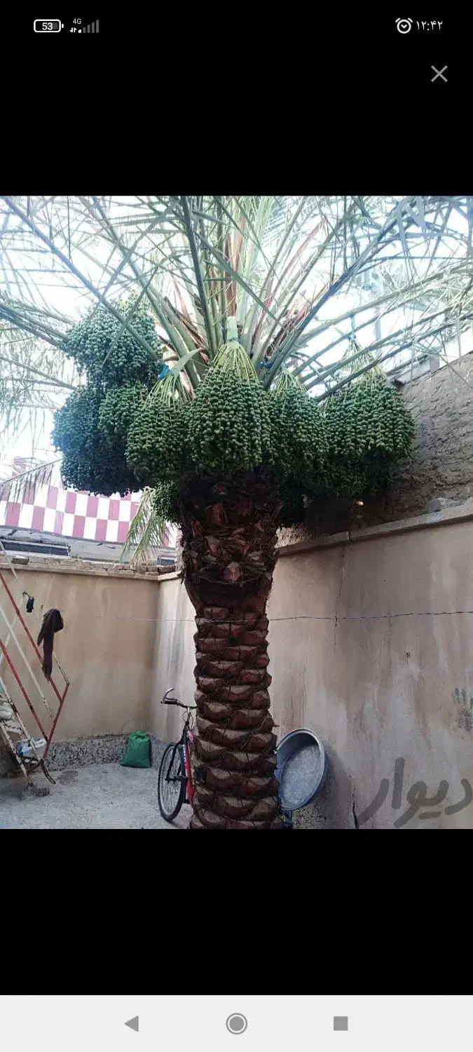 خدمات باغبانی و نخل|خدمات باغبانی و درختکاری|اهواز, بهارستان|دیوار