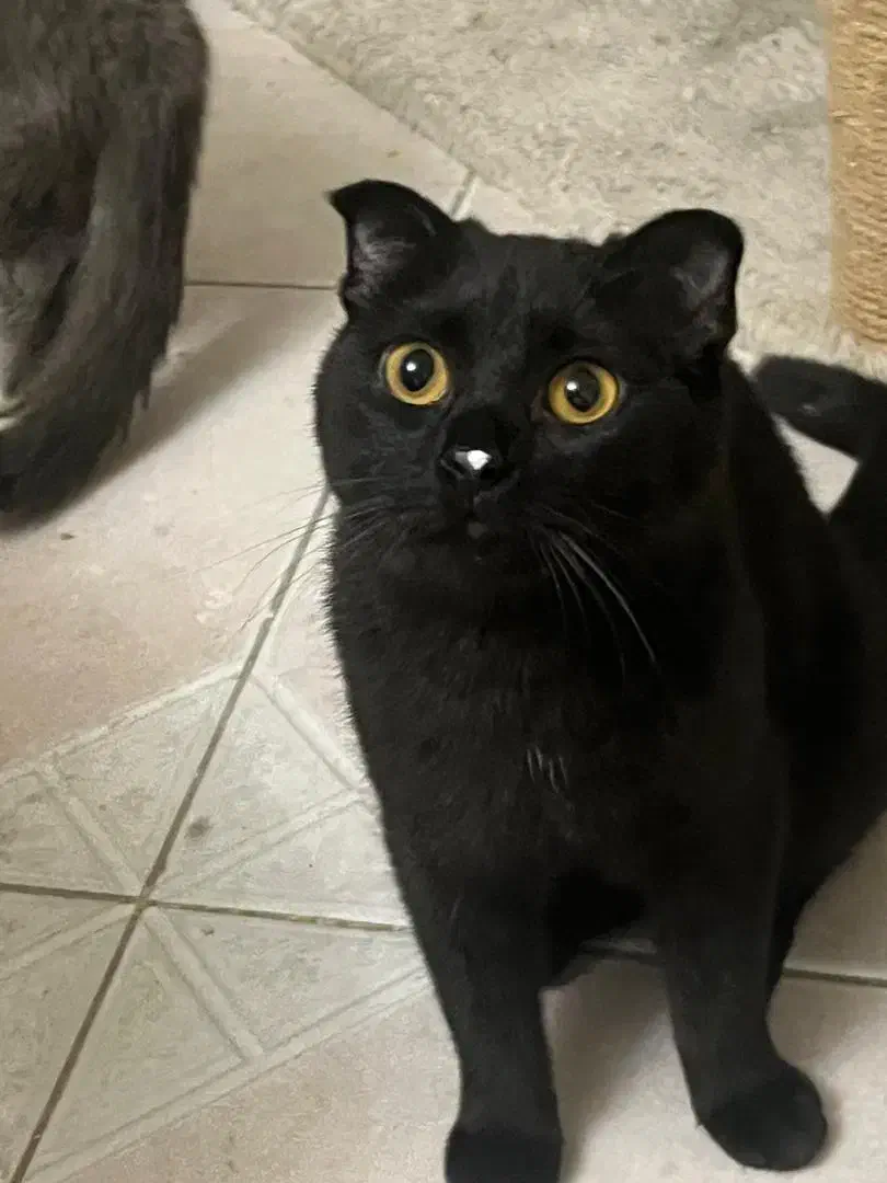 واگذاری اسکاتیش فولد بلک|گربه|کرج, ساماندهی|دیوار