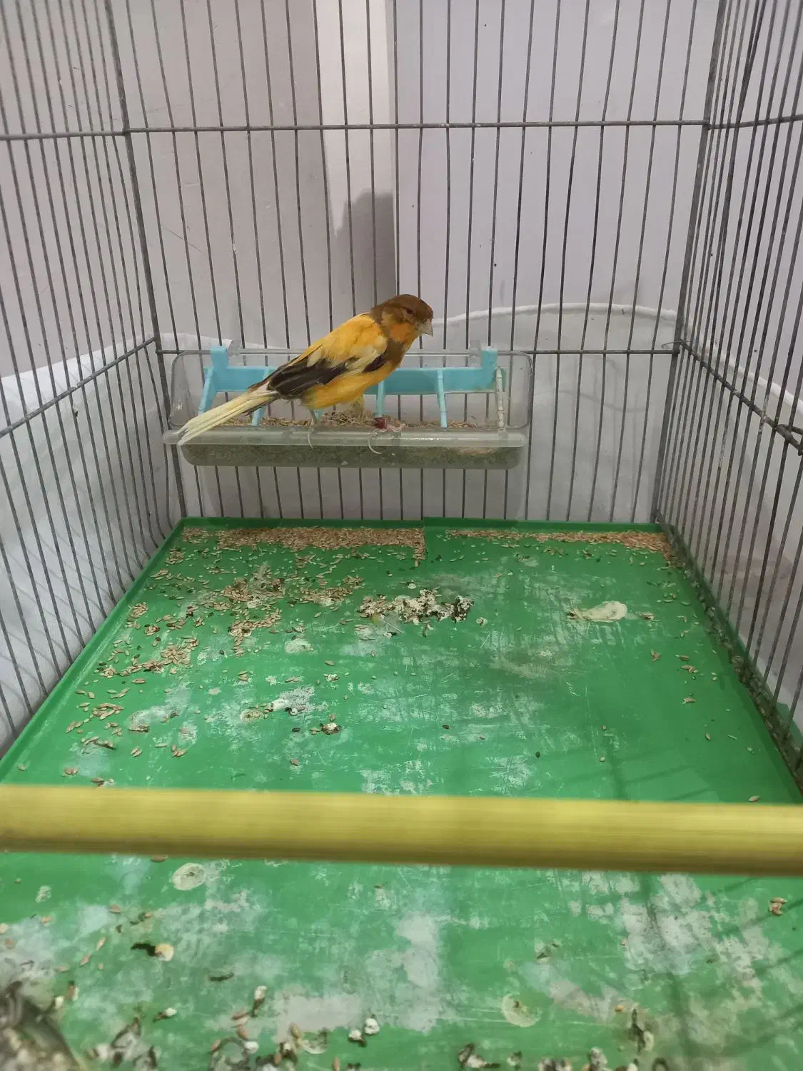 قناری نر ابلغ|پرنده|ملایر, |دیوار