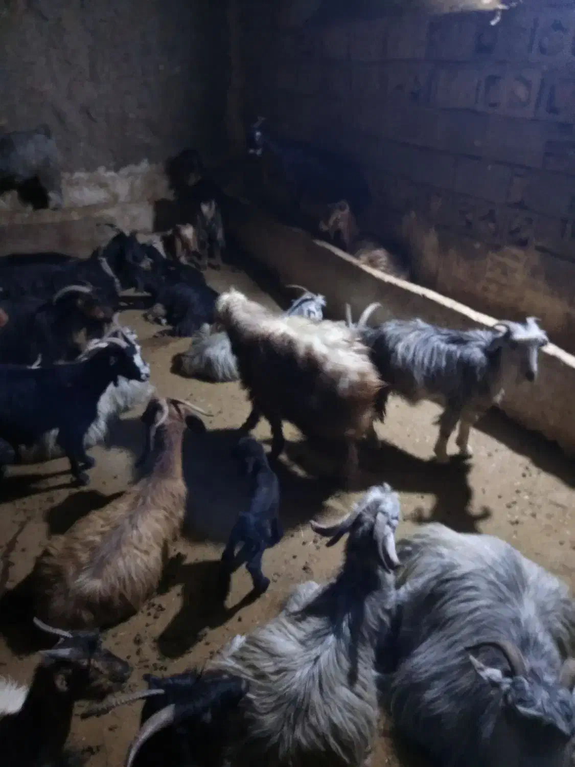 1راسبره1راسبز|حیوانات مزرعه|دهدشت, |دیوار