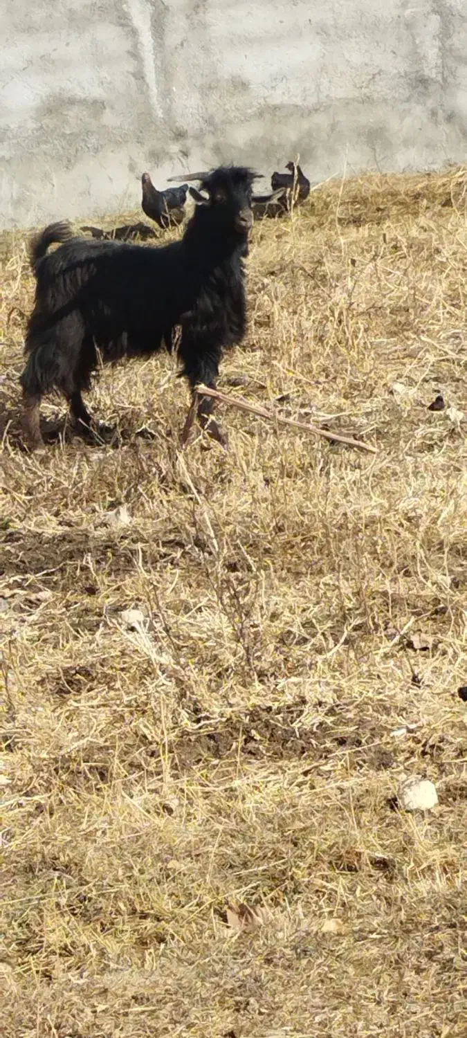 بز قربانی|حیوانات مزرعه|ایجرود, |دیوار