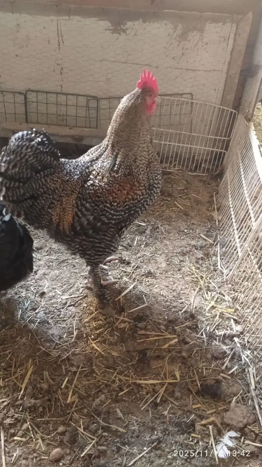 خروس نژاد برهما و امروک|حیوانات مزرعه|مشهد, شهرک مهرگان|دیوار