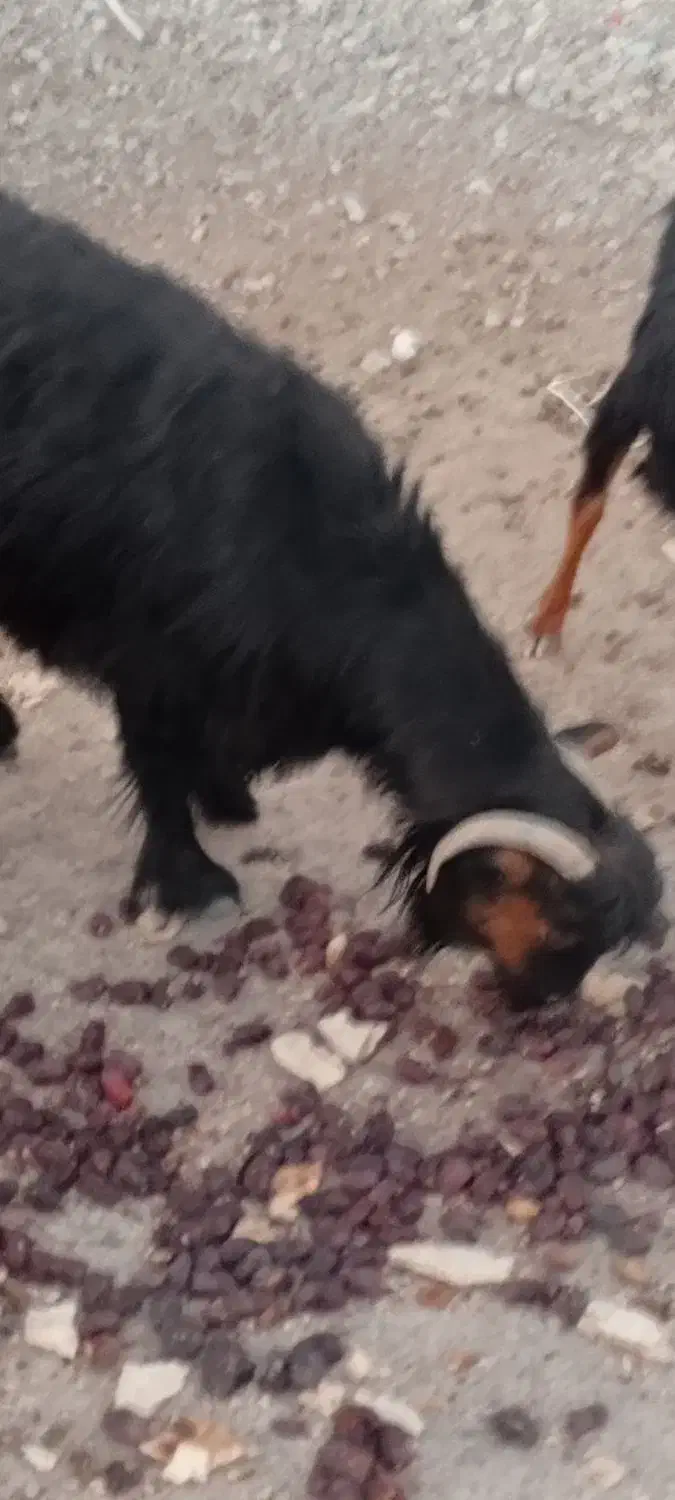 بز فروشی|حیوانات مزرعه|بیرک, |دیوار