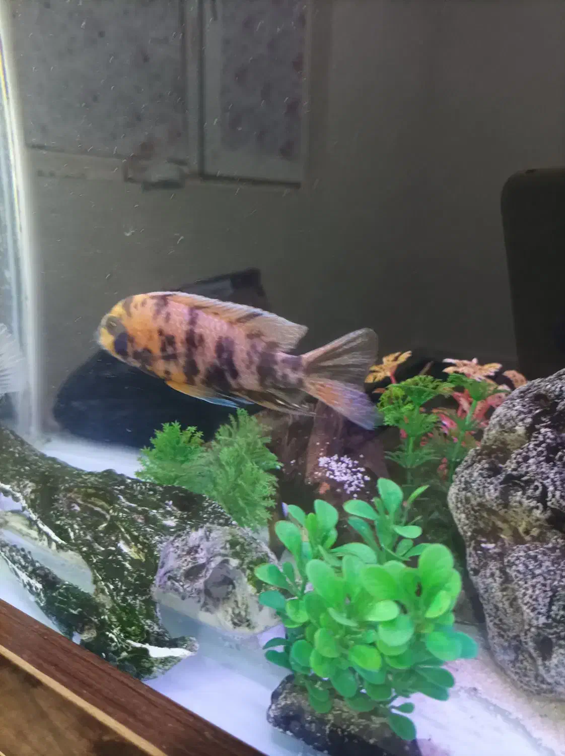 آکواریوم ۸۰ سانتی و ماهی|ماهی|پرند, فاز ۶|دیوار