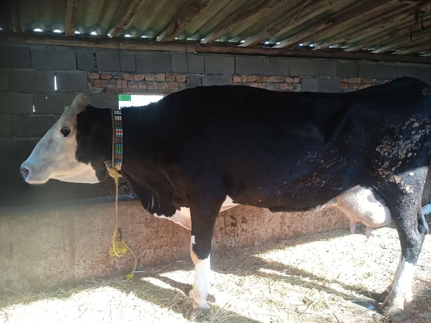 گاوسیمینتال سیاه شیری|حیوانات مزرعه|سیجوال, |دیوار