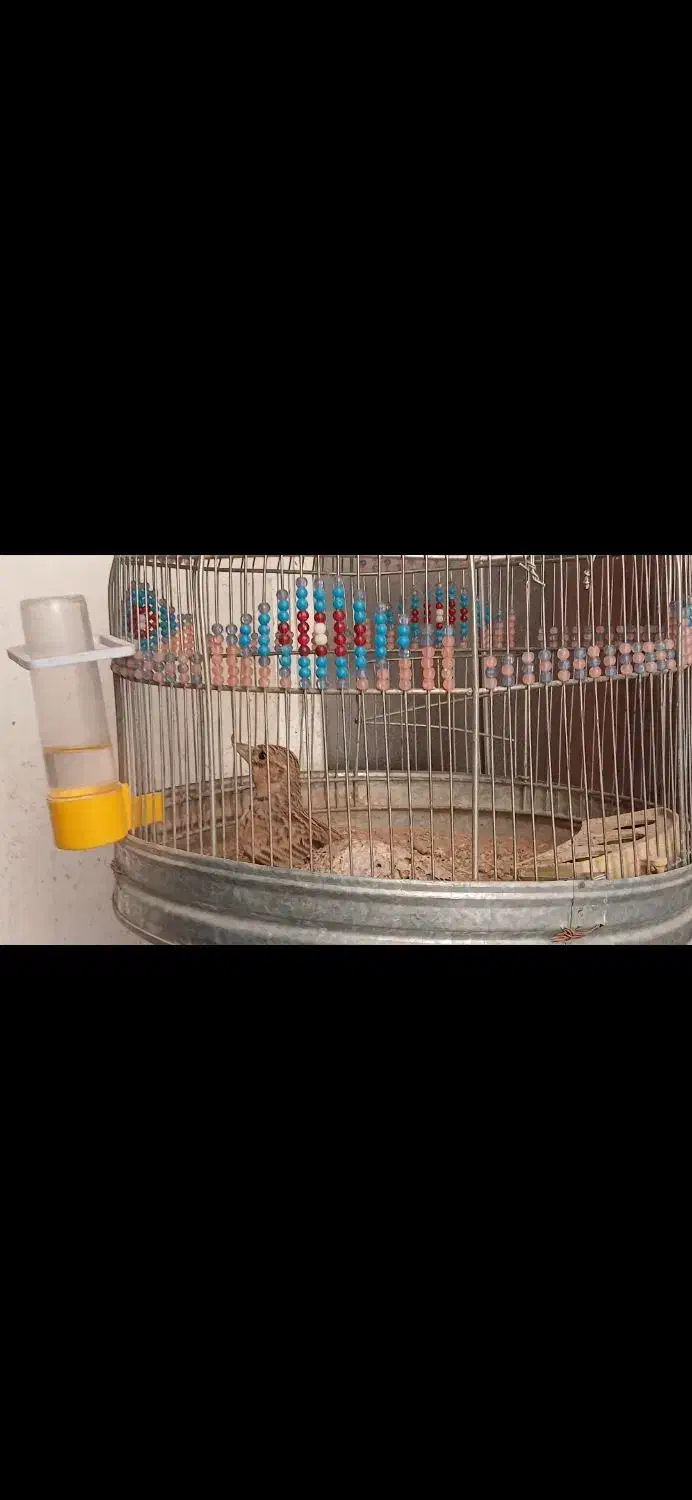 سهره خاکی|پرنده|مرودشت, مختارآباد|دیوار