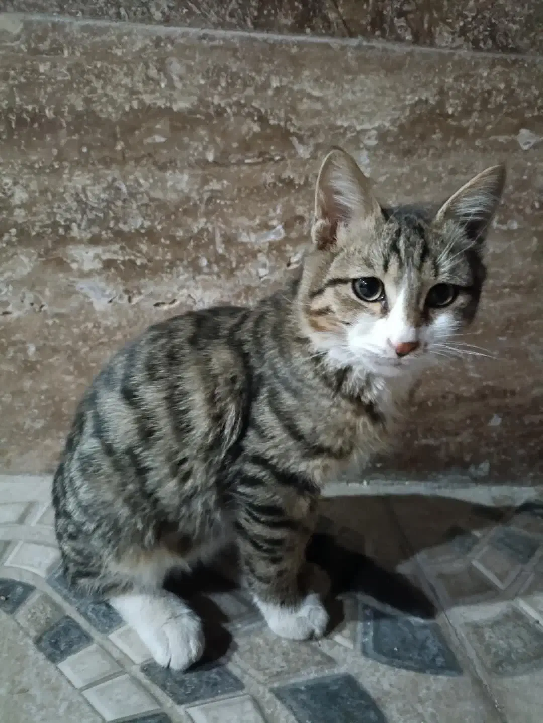 واگذاری گربه DSH قوی و سالم.|گربه|یاسوج, |دیوار