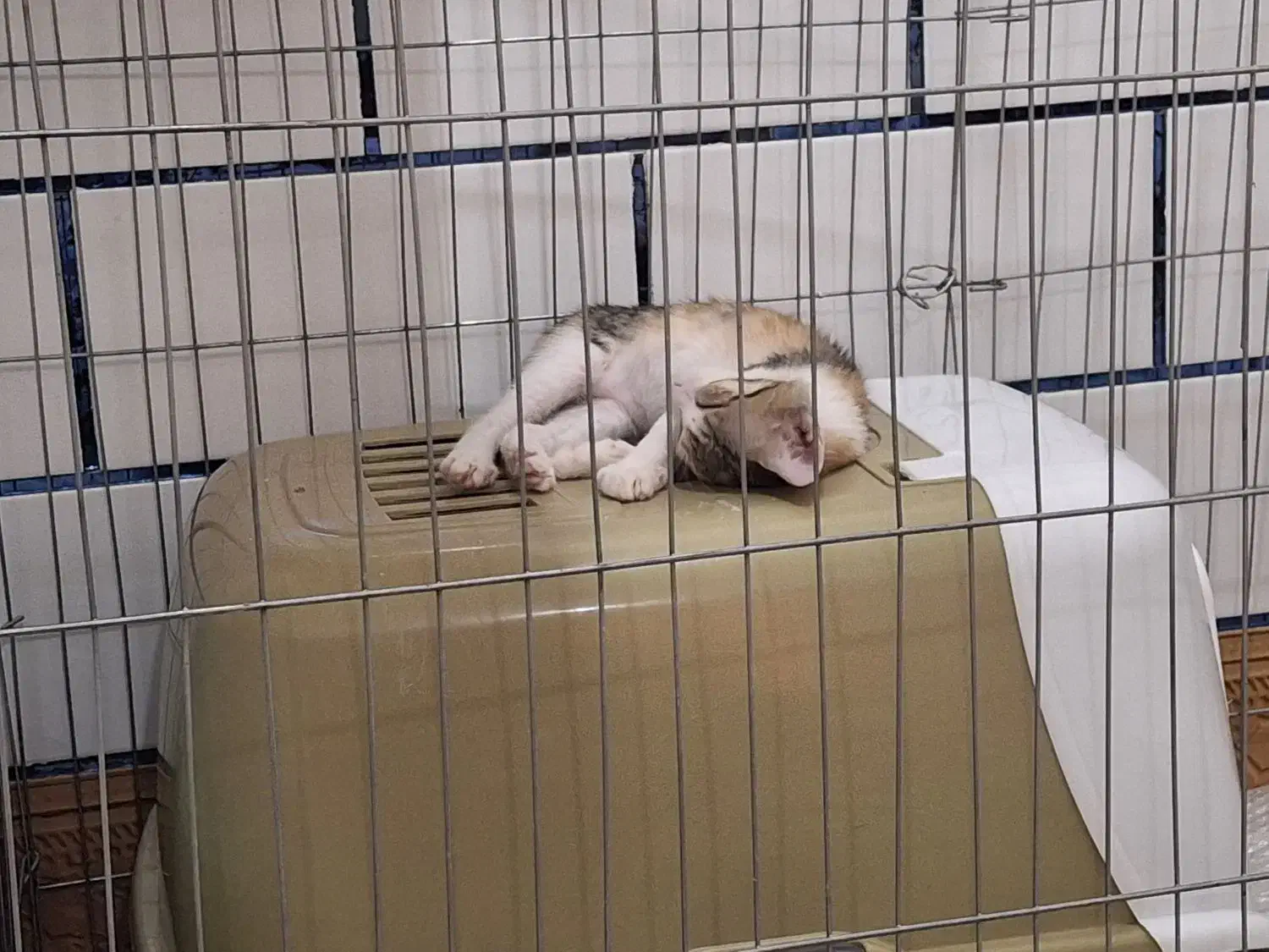 واگذاری گربه|گربه|بندر ماهشهر, |دیوار