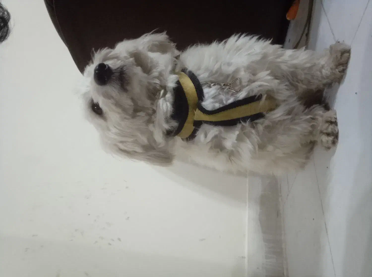 گمشده|حیوانات|نظرآباد, رسالت|دیوار