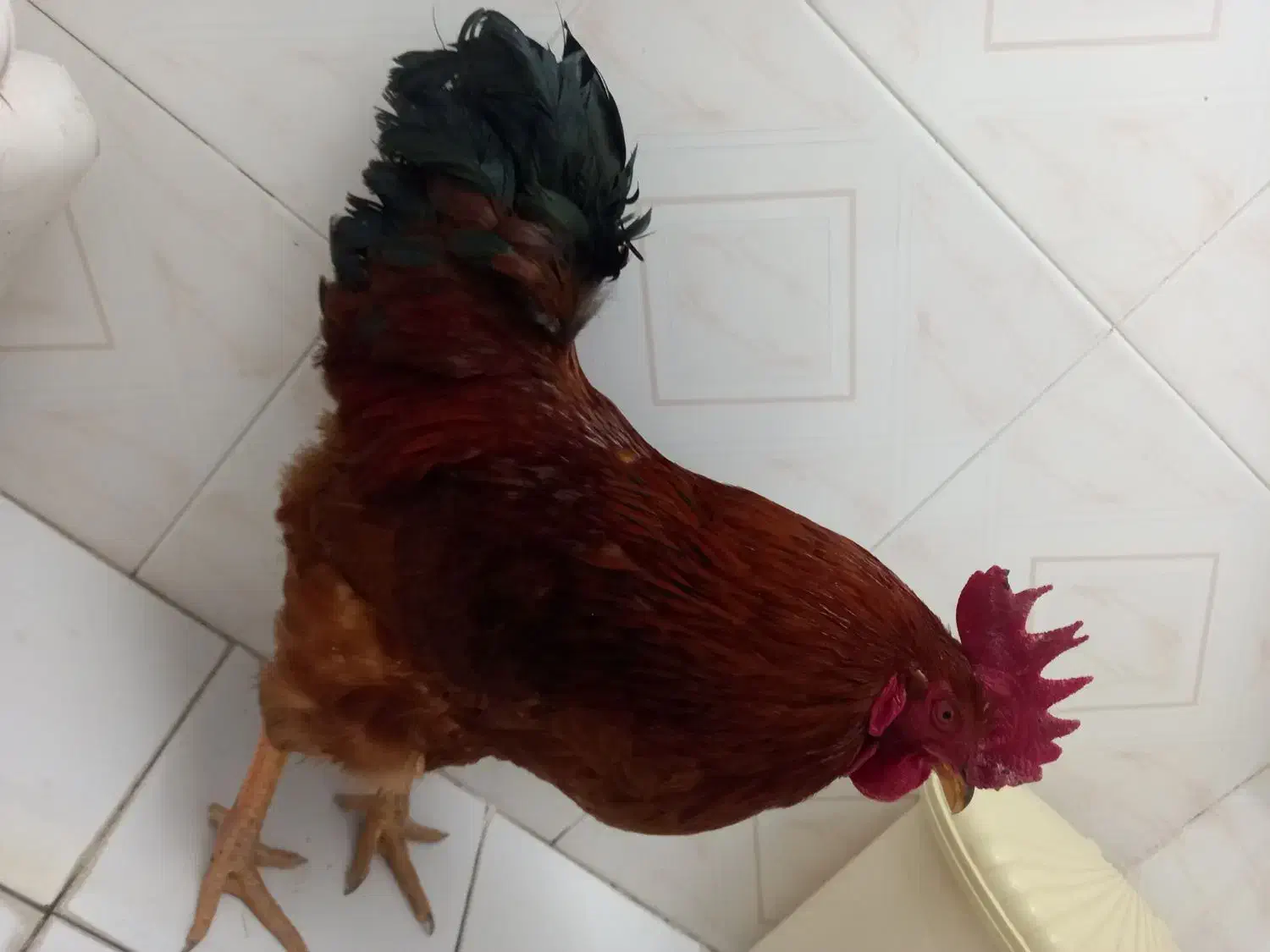 خروس محلی|حیوانات مزرعه|شیراز, میانرود|دیوار