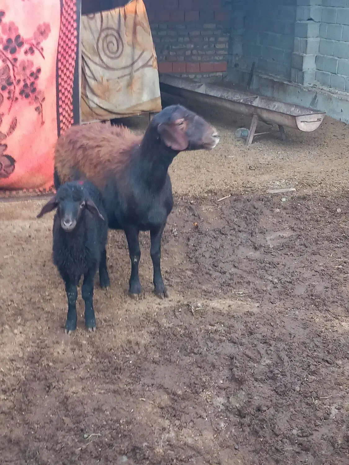 گوسفندبره دار چاق سالم وسرحال|حیوانات مزرعه|سیمین شهر, |دیوار