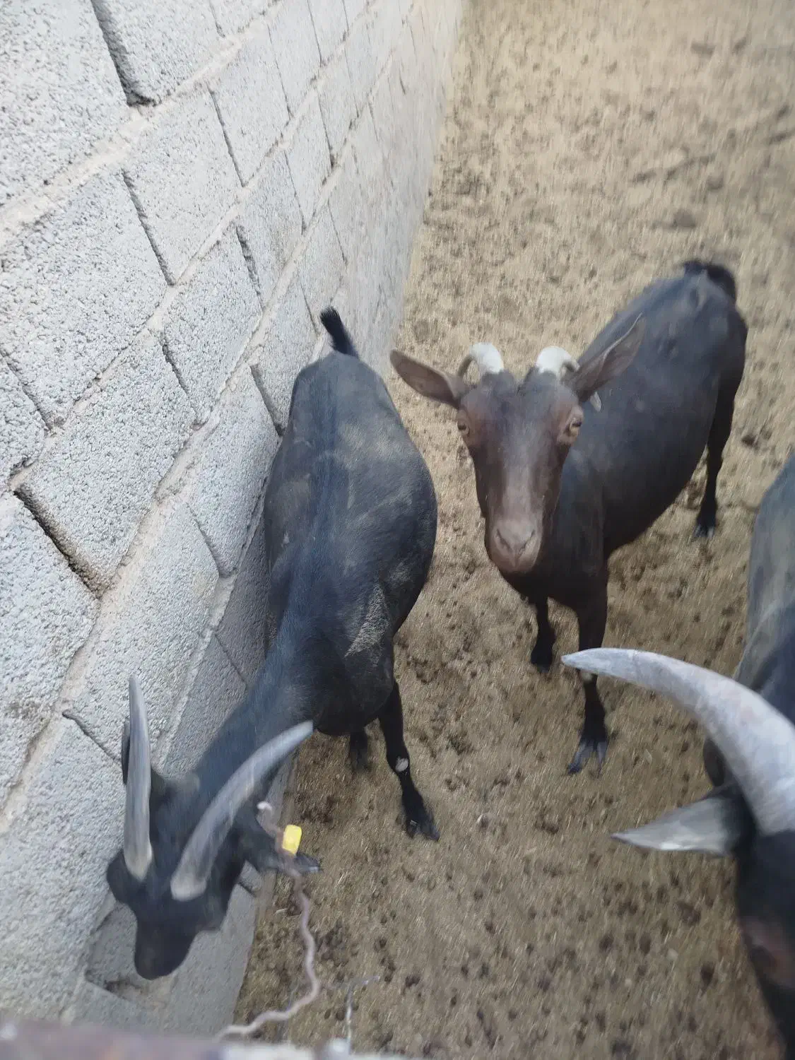 دو راس بز مورسیاه اصل|حیوانات مزرعه|زید آباد, |دیوار