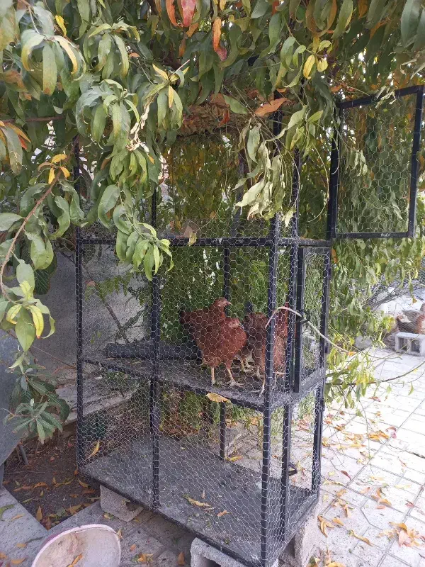 قفس ۳طبقه|لوازم جانبی حیوانات|جهرم, |دیوار