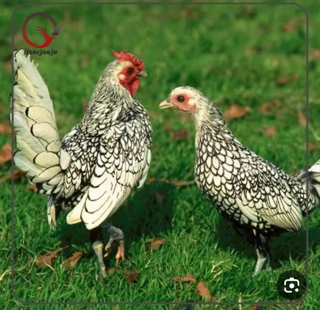 مرغ و خروس منیاتور|حیوانات مزرعه|قرچک, قشلاق جیتو|دیوار