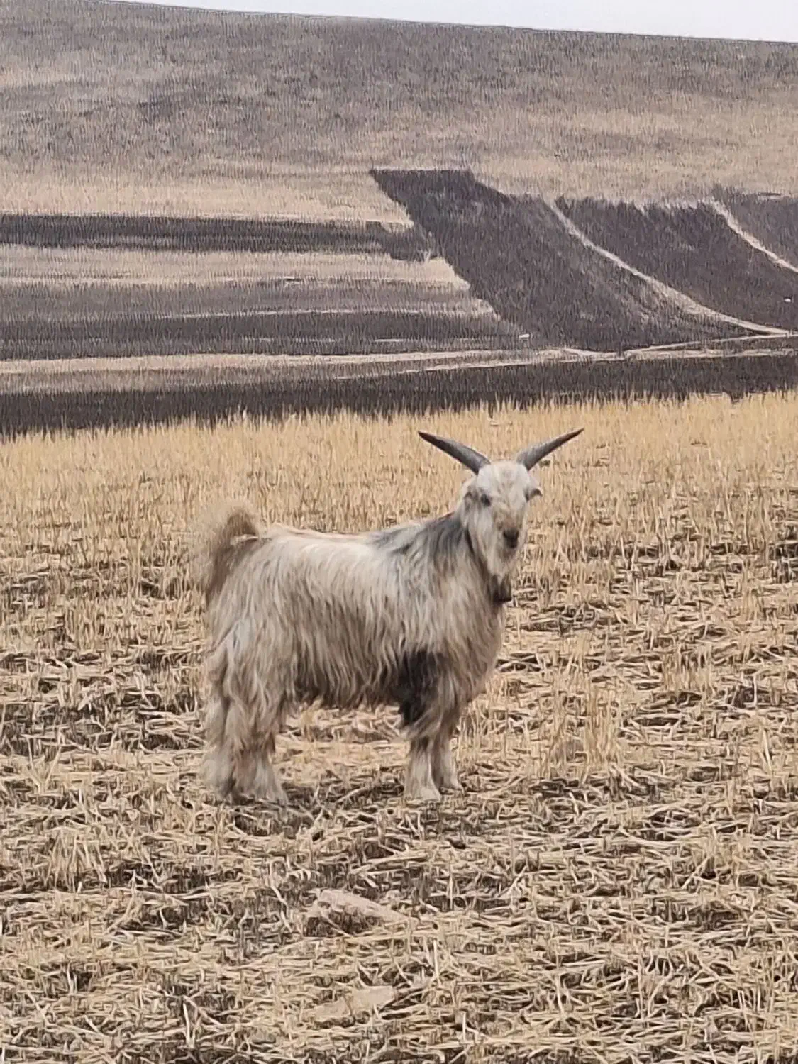 یک بزغاله بختیاری|حیوانات مزرعه|کرمانشاه, |دیوار