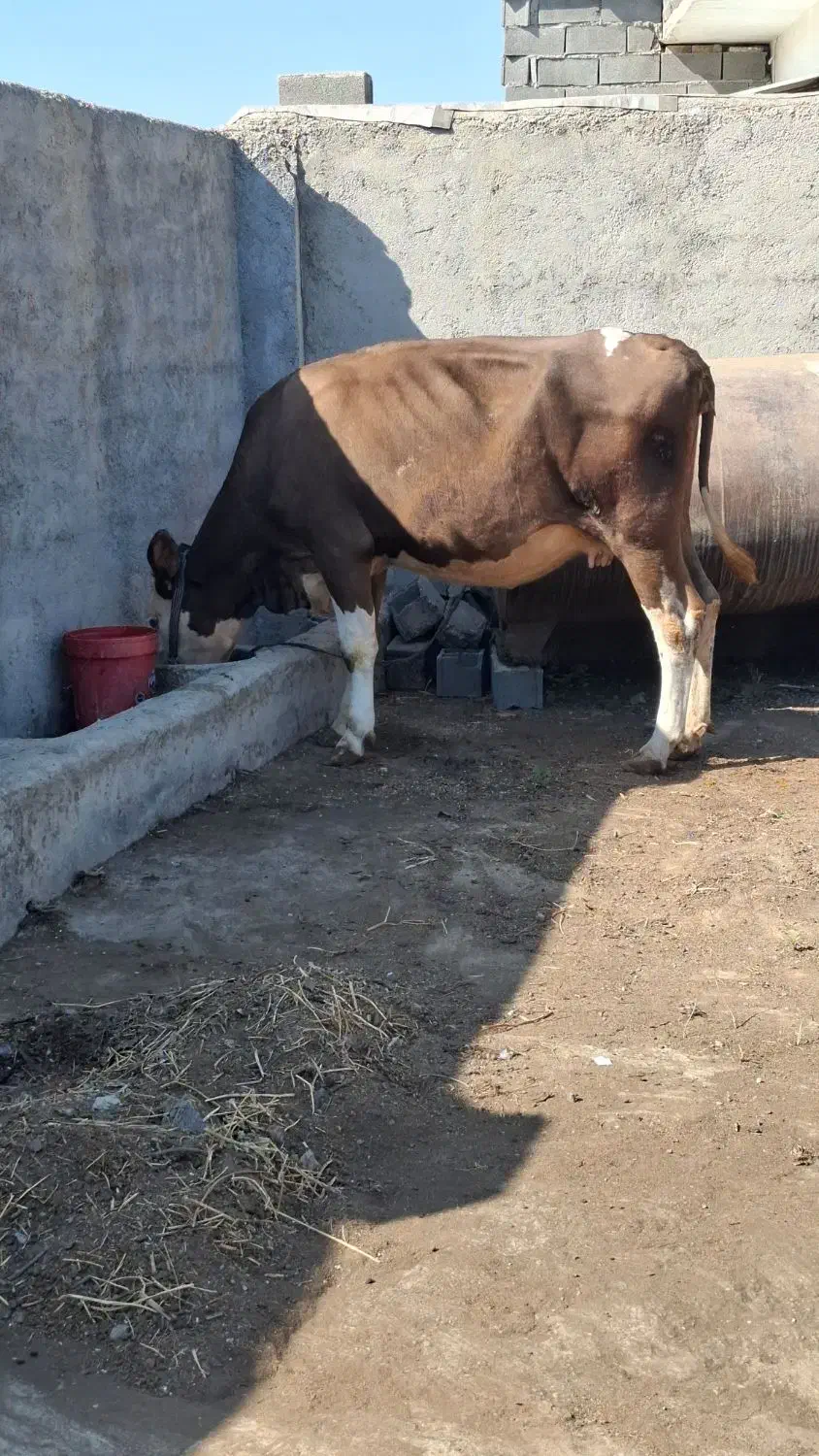 گاو سمینتال ابستن|حیوانات مزرعه|رامیان, |دیوار