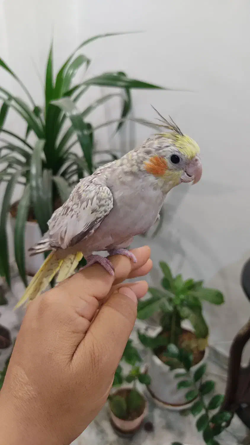 عروس مرواریدی|پرنده|قم, پردیسان|دیوار