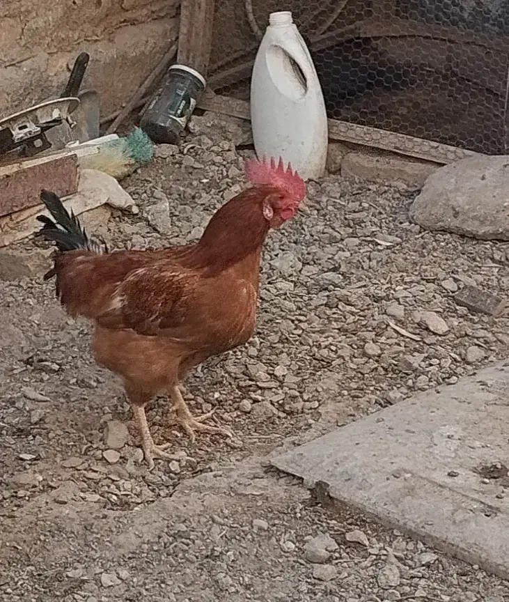 یک عدد خروس جوان|حیوانات مزرعه|زابل, |دیوار