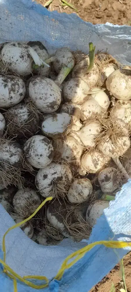 موسیر درجه ۱|خوردنی و آشامیدنی|شیراز, گلکوب|دیوار