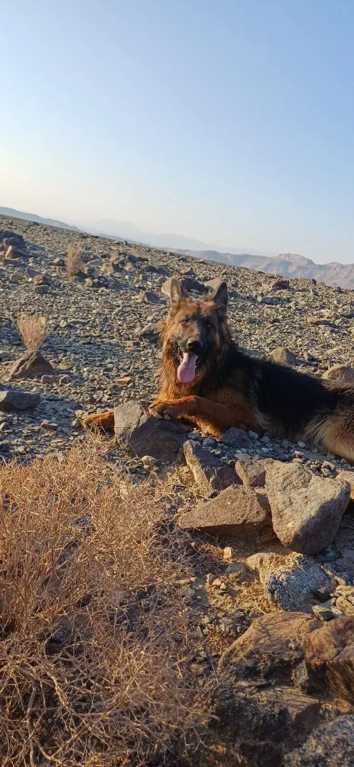 توله سگ ژرمن شولاین|سگ|جیرفت, |دیوار