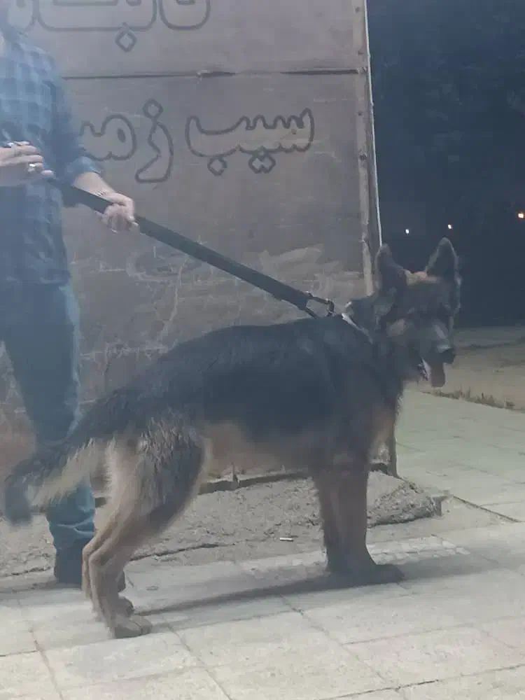 واگذاری سگ ژرمن شپرد|سگ|اهواز, فاز ۲ پادادشهر|دیوار