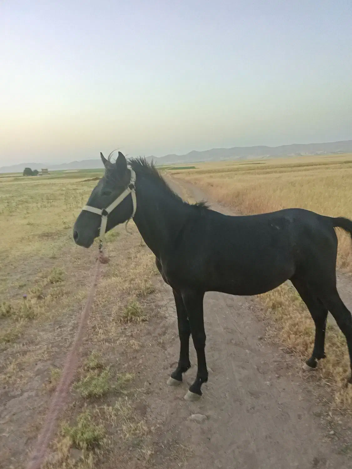 اسب نر|اسب و تجهیزات اسبسواری|حمیل, |دیوار