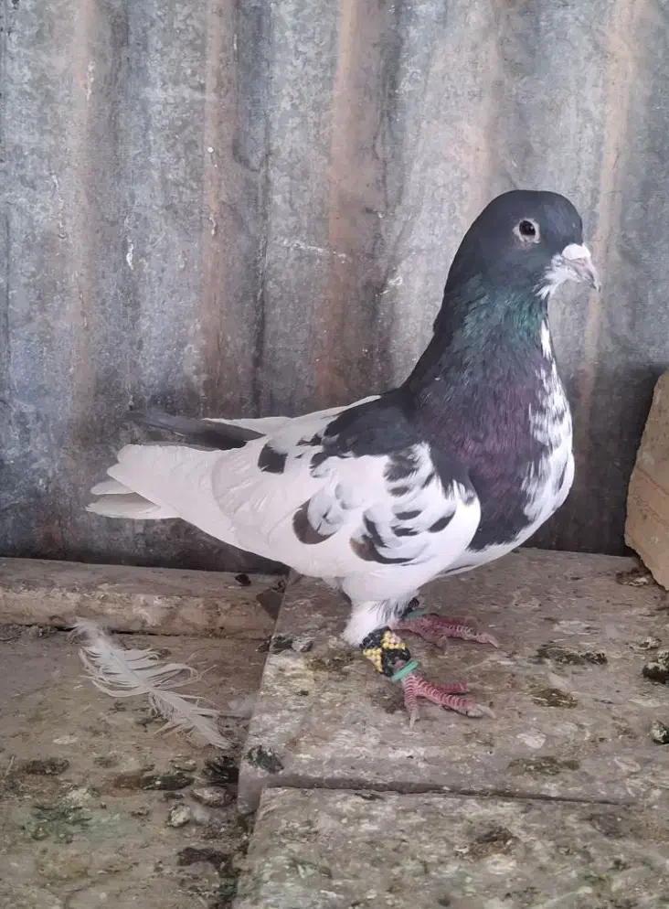 یک عدد شحری گلدار هوای|پرنده|شیراز, شهرک امیر کبیر|دیوار