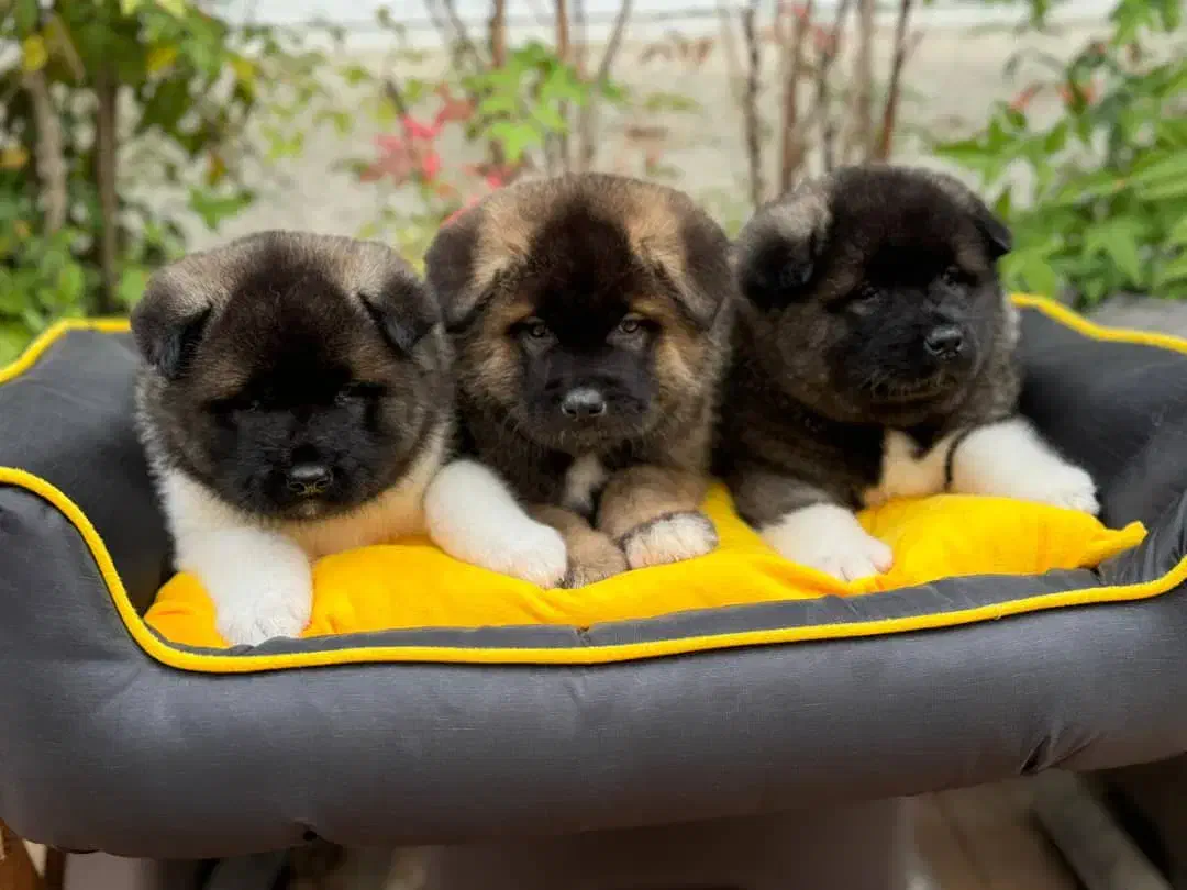 آکیتا آمریکایی|سگ|تهران, شهرک آزمایش|دیوار