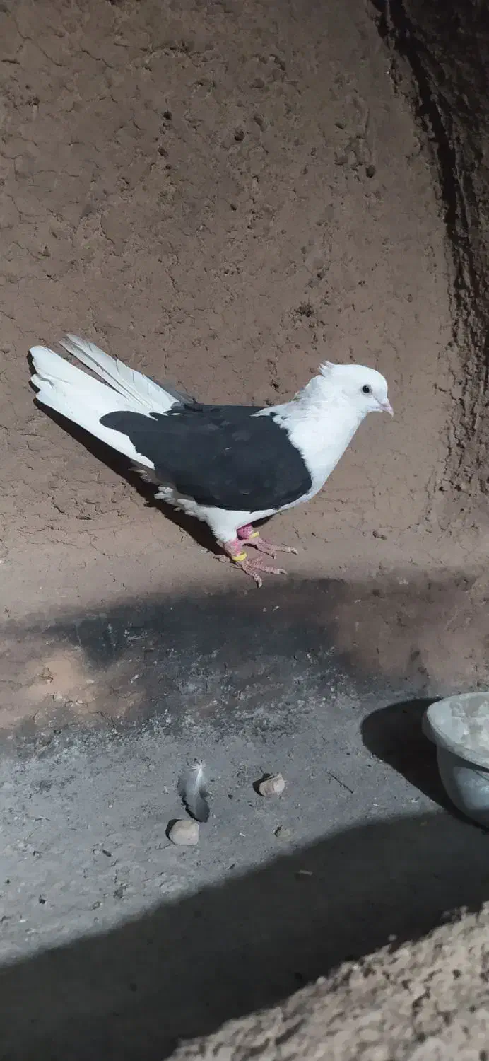 کفتر آس پشت سیاه نر چهار در چهار|پرنده|ضیاء آباد, |دیوار