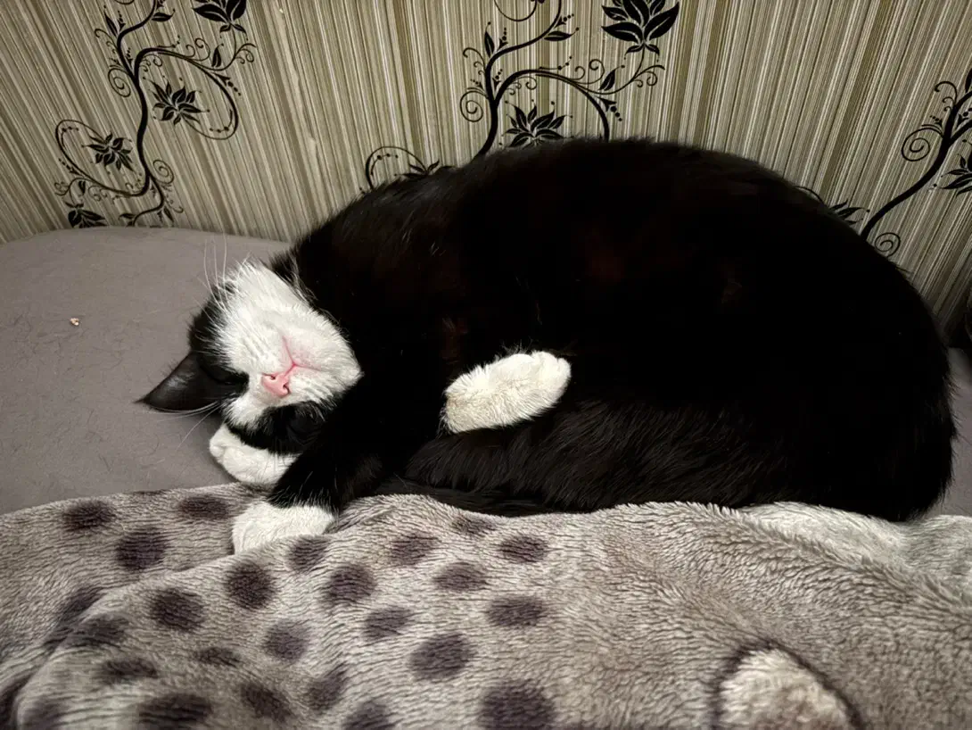 واگذاری رایگان گربه|گربه|اصفهان, ملک‌شهر|دیوار