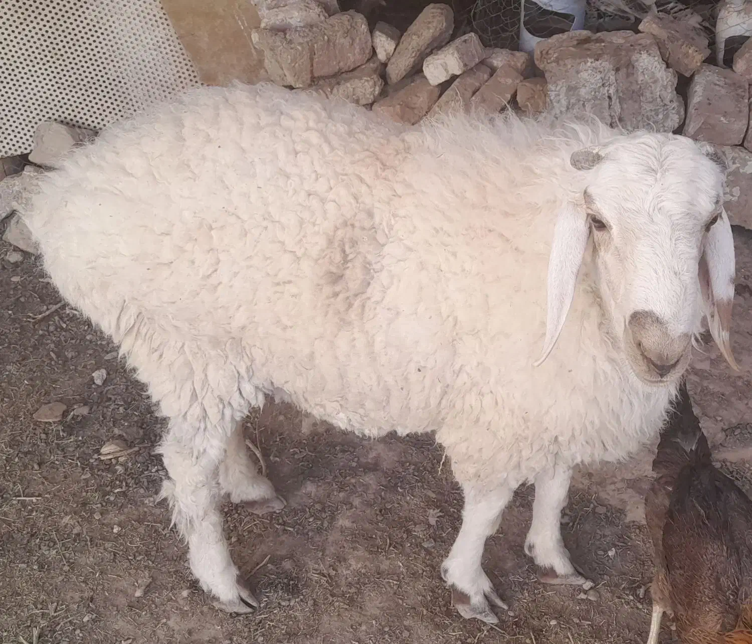 گوسفندنر|حیوانات مزرعه|کرباسک, |دیوار