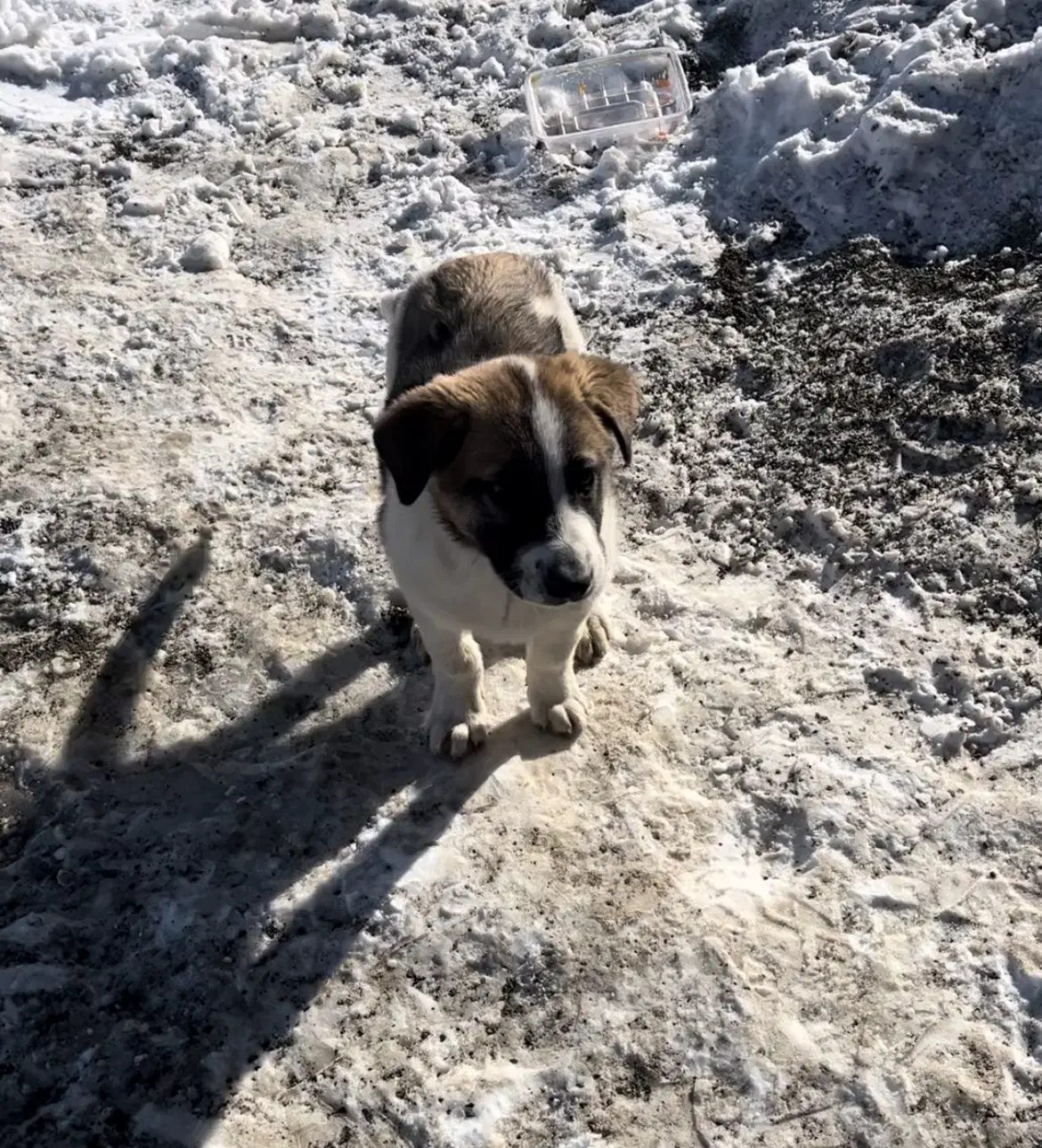 گمشده|حیوانات|قزوین, |دیوار