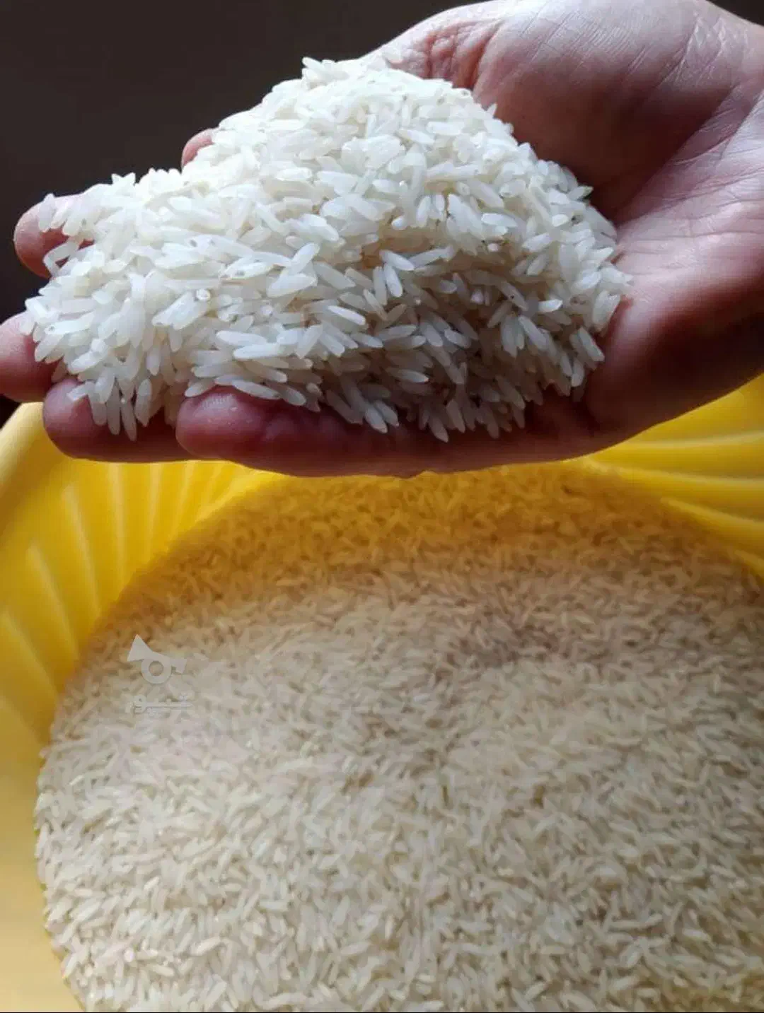 برنج کشت دوم|خوردنی و آشامیدنی|سرخرود, |دیوار