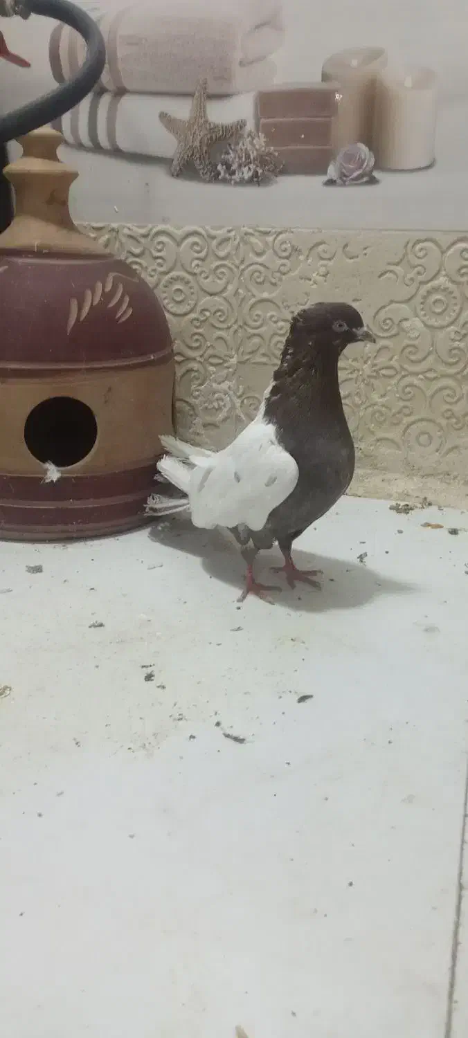 کفتر سینه سرخ زینتی کاکلی نر دم قاشقی|پرنده|تهران, یافتآباد|دیوار