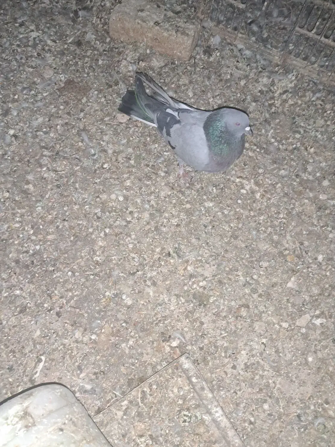 اصفهانی شگار|پرنده|اصفهان, شهرک کاوه|دیوار