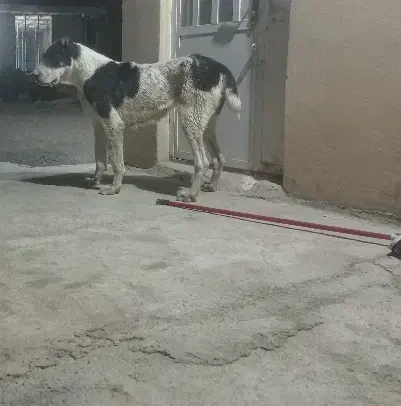 سگ قهدریجانی اصفهانی البای خراسانی ماده|حیوانات|شیراز, داریون|دیوار