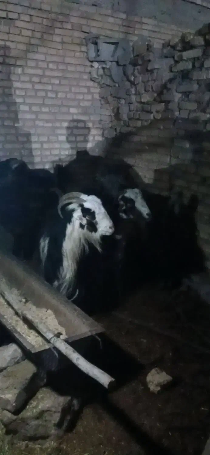 بزد|حیوانات مزرعه|بروجن, |دیوار