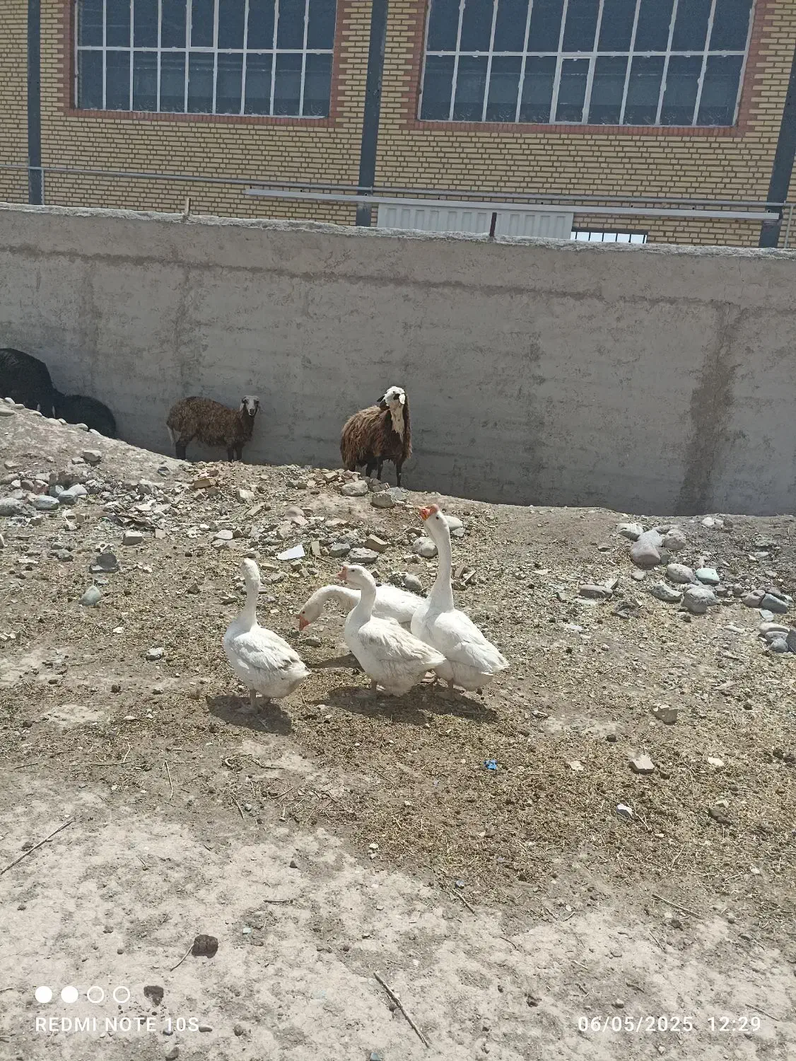 قوقاز اکراینی اصل منگولی|حیوانات مزرعه|چهارباغ, |دیوار