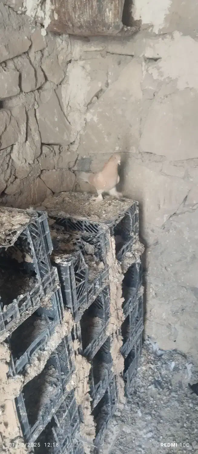 طوق الماسی با زرد کاکلی پاپر هر دو ماده|پرنده|دهدشت, |دیوار