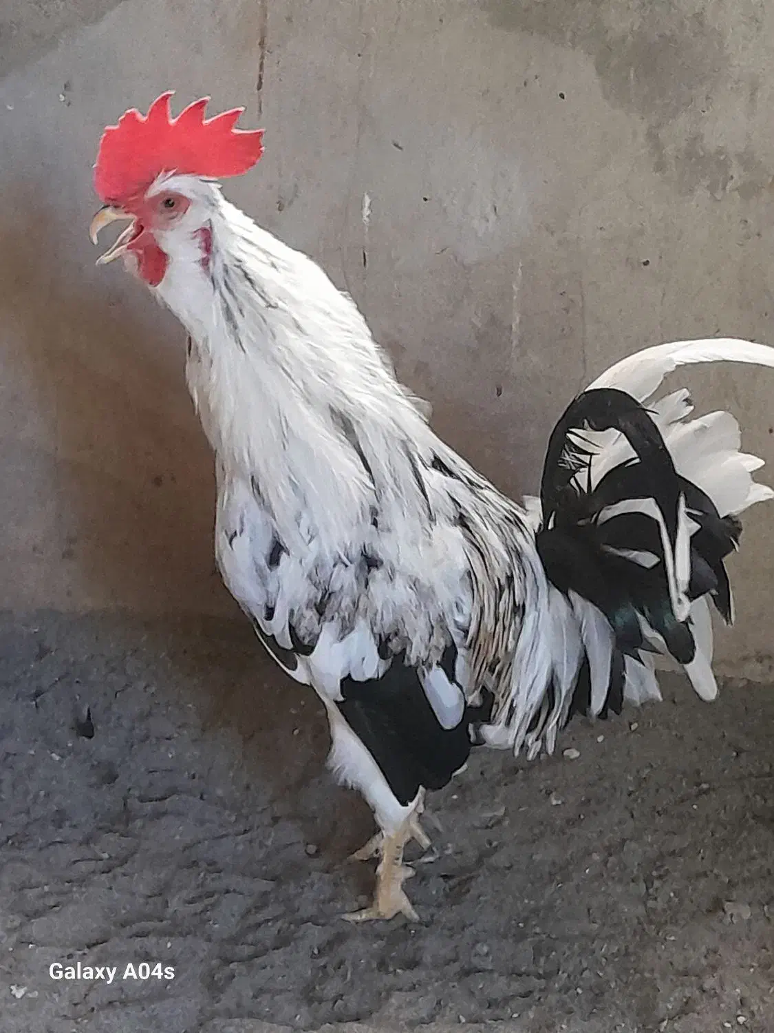 فروش خروس نژاد گلین|حیوانات مزرعه|نوشهر, |دیوار