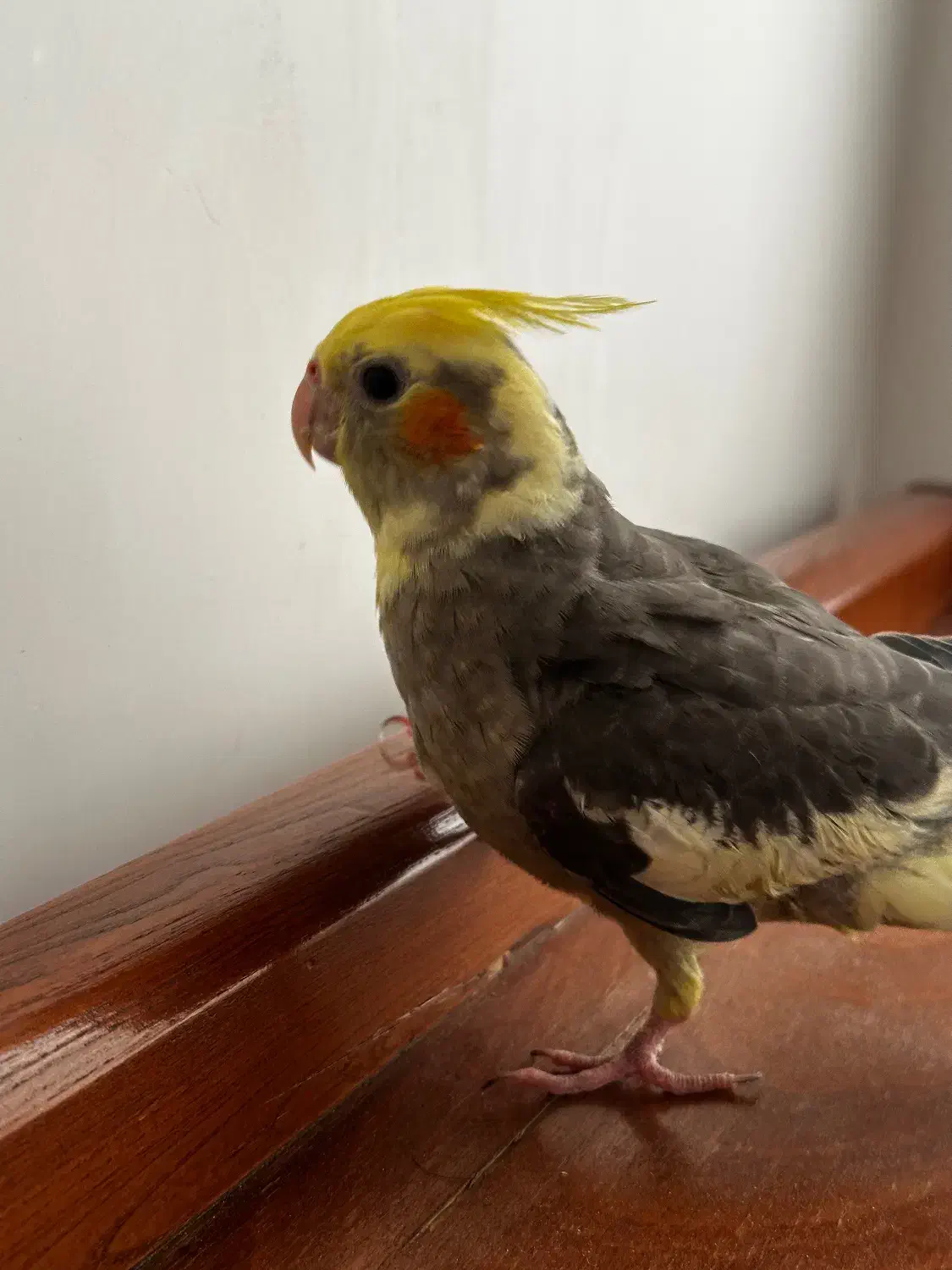 فروش عروس هلندی|پرنده|گرگان, |دیوار