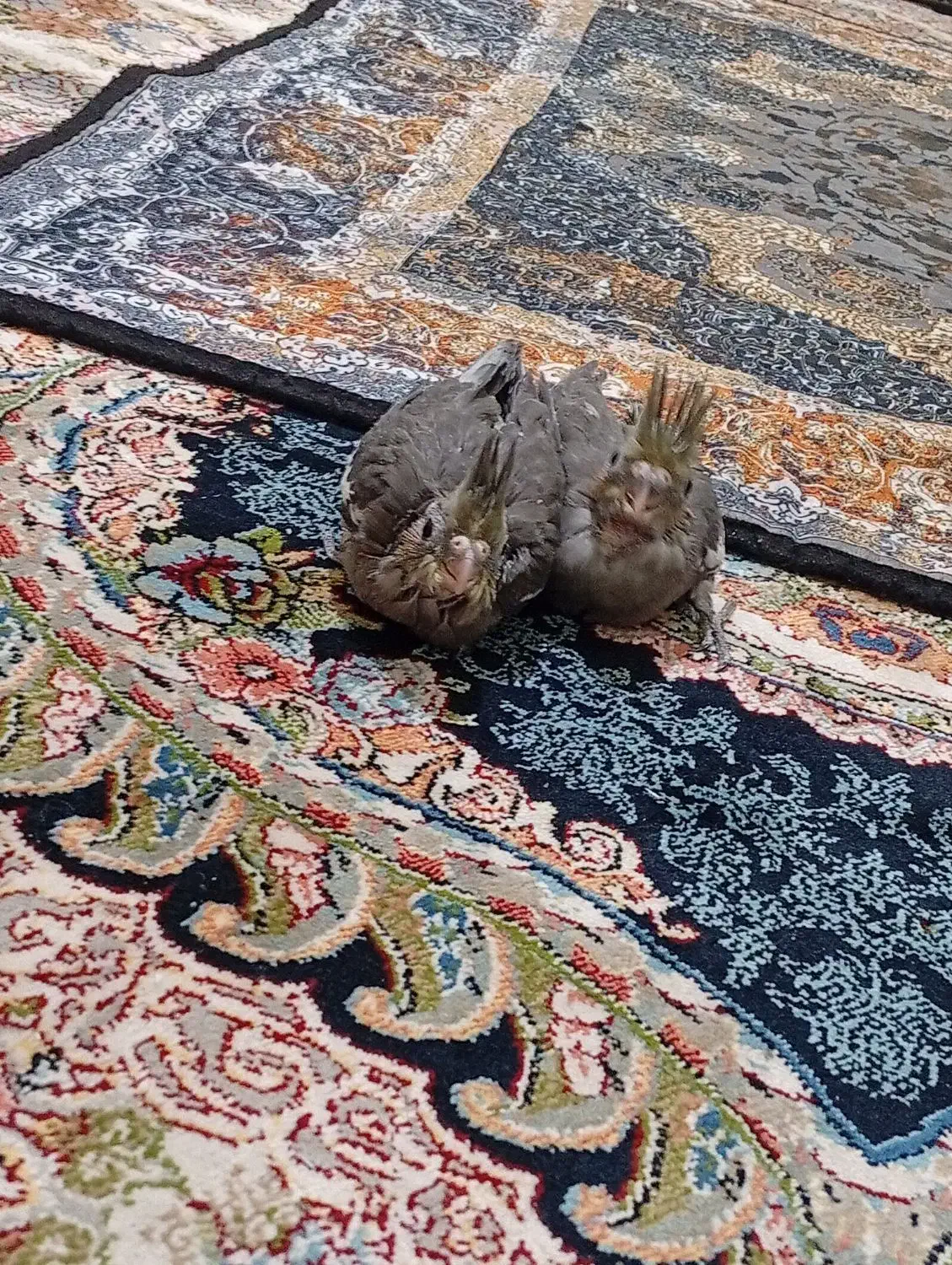 جفت جوجه عروس|پرنده|زابل, |دیوار