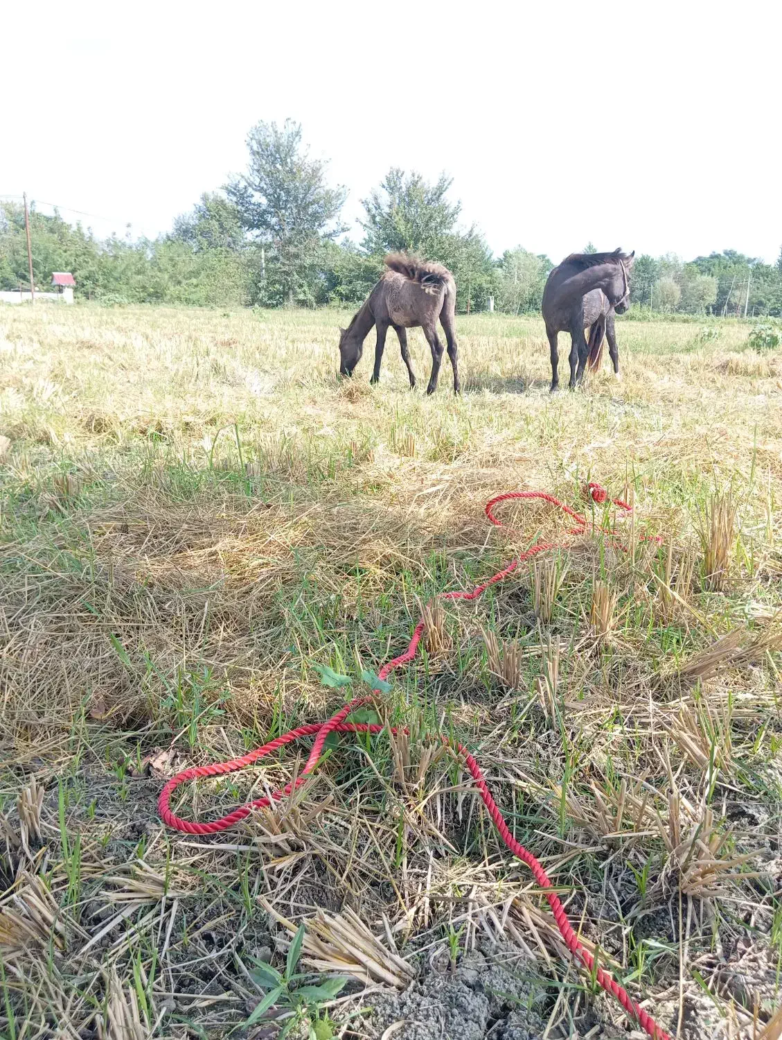 مادیان وکره|اسب و تجهیزات اسبسواری|شاندرمن, |دیوار