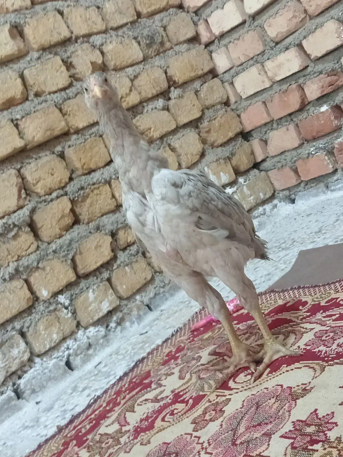 جوجه لاری|حیوانات مزرعه|خان ببین, |دیوار