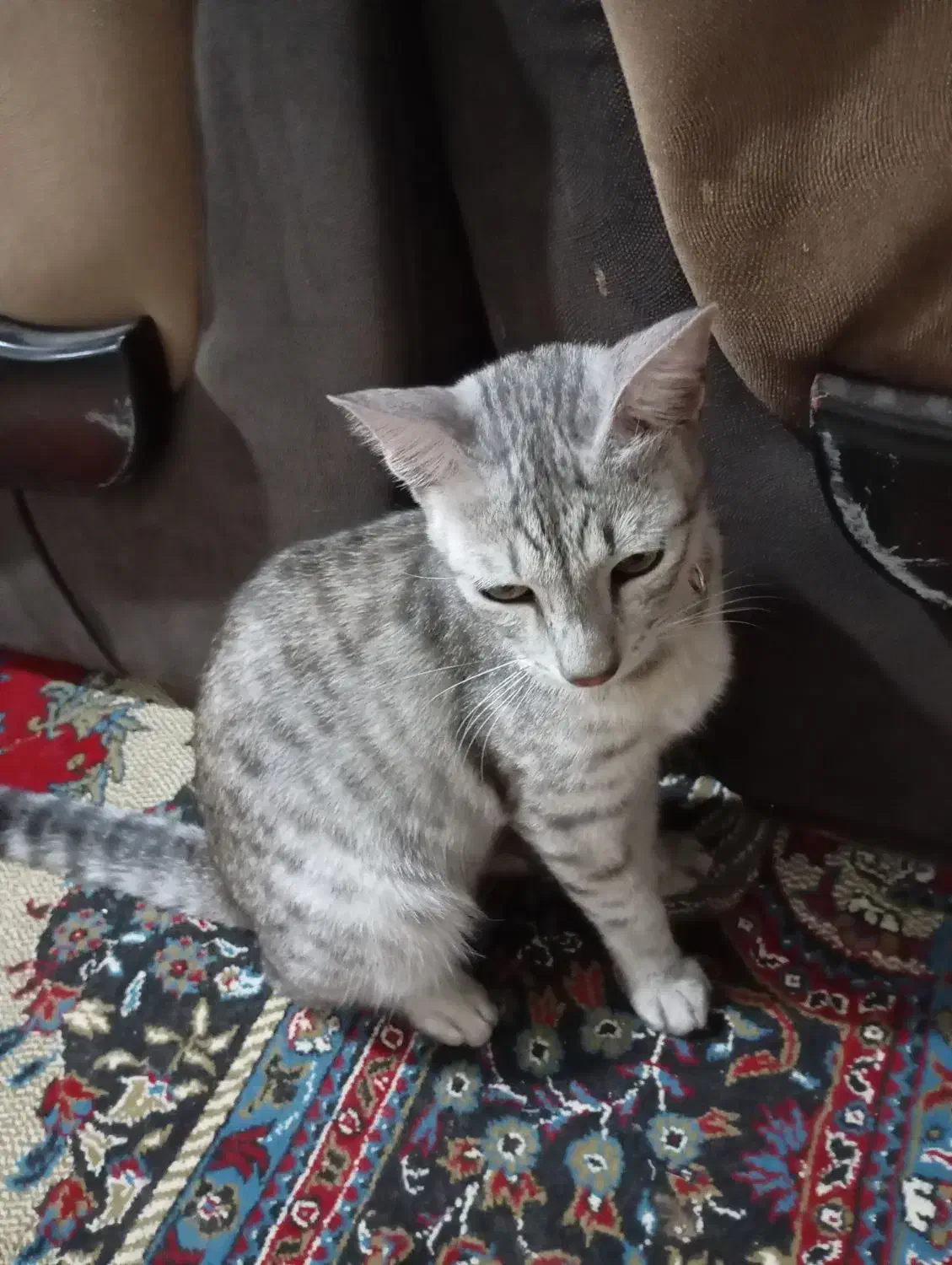 گمشده  گربه با قلاده قرمز خال خالی|حیوانات|گالیکش, |دیوار