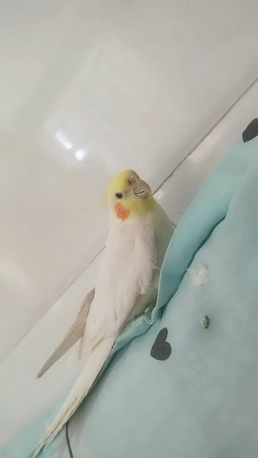 گمشده|حیوانات|الیگودرز, |دیوار